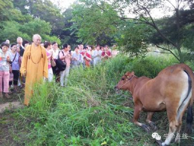 海涛法师:救命的功德 海涛法师:救命的功德