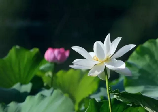 Ω�ͳ��ϣ�����ǧ���衶�����������Ȿ��