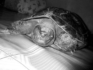 �ж������η����޹����������᲻����