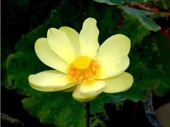 略知佛法义理,遇到障碍时仍不能自拔,该怎么办? 略知佛法义理,遇到障碍时仍不能自拔,该怎么办?