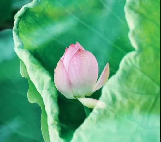 看破世缘,一心念佛 看破世缘,一心念佛