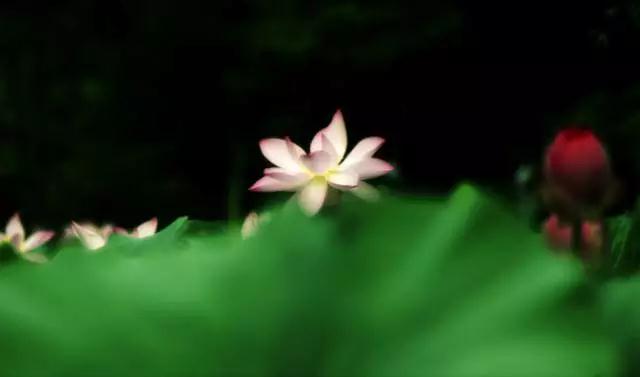 菩萨道在哪里修?菩萨道在众生中修! 菩萨道在哪里修?菩萨道在众生中修!