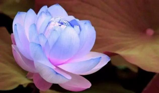 念佛为什么得不到受用_? 念佛为什么得不到受用_?