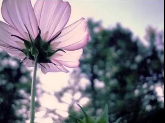 为什么苦?肯定是你“爱”上了某样东西 为什么苦?肯定是你“爱”上了某样东西