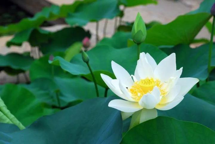 ��Ӧ�����Ĺؼ������������Ҫ˳�ӷ��ӵĹ���