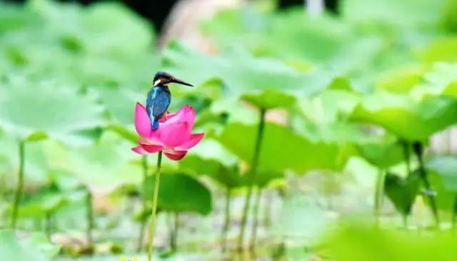 十个禅意故事_让你破迷开悟! 十个禅意故事_让你破迷开悟!