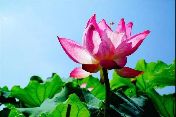 天天伴佛眠,朝朝从佛起 天天伴佛眠,朝朝从佛起