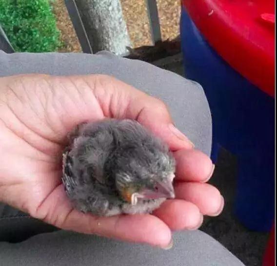 �����ı���������ȵ�һֻ�񣬻����󾹳�Ϊ���ġ��ػ��񡱡���