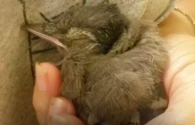 �����ı���������ȵ�һֻ�񣬻����󾹳�Ϊ���ġ��ػ��񡱡���