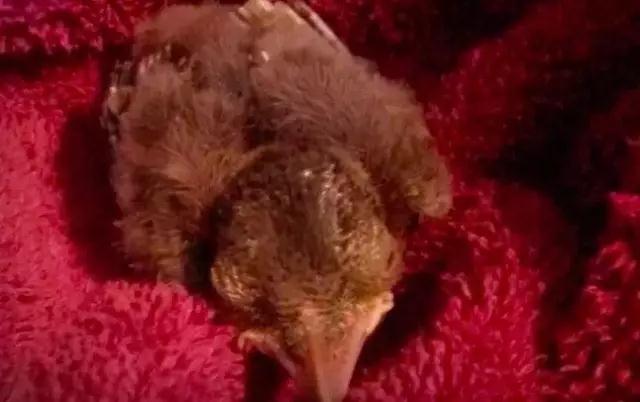 �����ı���������ȵ�һֻ�񣬻����󾹳�Ϊ���ġ��ػ��񡱡���