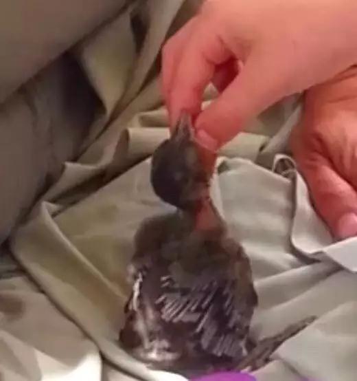 �����ı���������ȵ�һֻ�񣬻����󾹳�Ϊ���ġ��ػ��񡱡���