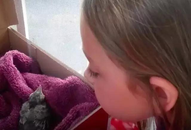 �����ı���������ȵ�һֻ�񣬻����󾹳�Ϊ���ġ��ػ��񡱡���