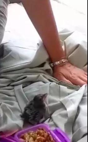 �����ı���������ȵ�һֻ�񣬻����󾹳�Ϊ���ġ��ػ��񡱡���