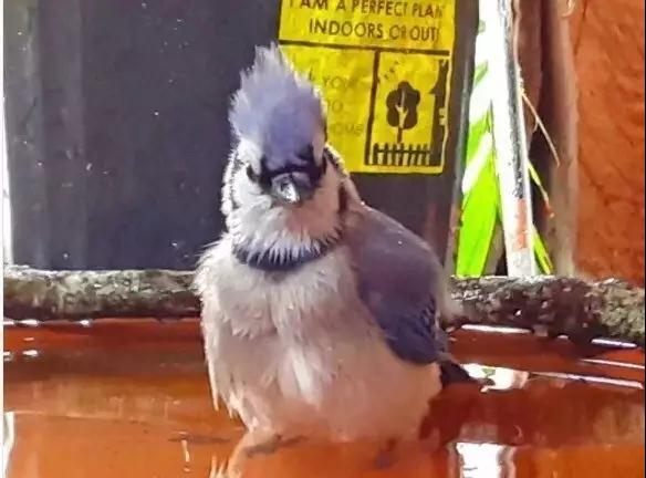 �����ı���������ȵ�һֻ�񣬻����󾹳�Ϊ���ġ��ػ��񡱡���