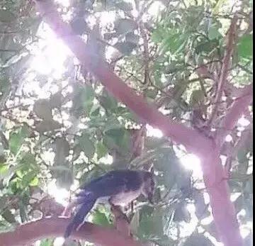 �����ı���������ȵ�һֻ�񣬻����󾹳�Ϊ���ġ��ػ��񡱡���