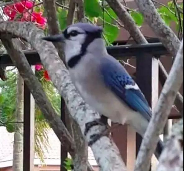 �����ı���������ȵ�һֻ�񣬻����󾹳�Ϊ���ġ��ػ��񡱡���