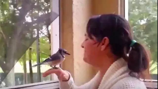 �����ı���������ȵ�һֻ�񣬻����󾹳�Ϊ���ġ��ػ��񡱡���