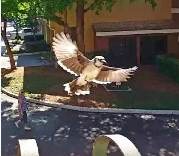 �����ı���������ȵ�һֻ�񣬻����󾹳�Ϊ���ġ��ػ��񡱡���