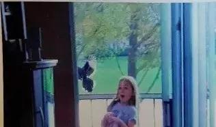 �����ı���������ȵ�һֻ�񣬻����󾹳�Ϊ���ġ��ػ��񡱡���