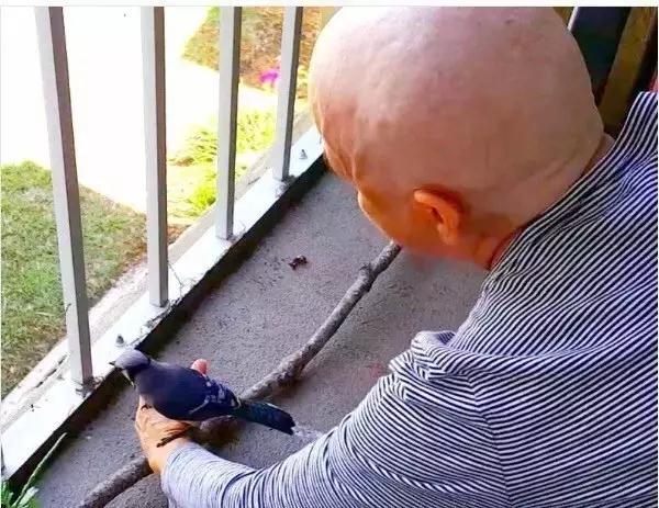 �����ı���������ȵ�һֻ�񣬻����󾹳�Ϊ���ġ��ػ��񡱡���