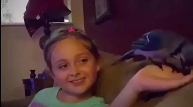 �����ı���������ȵ�һֻ�񣬻����󾹳�Ϊ���ġ��ػ��񡱡���