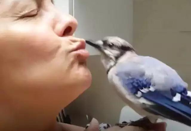 �����ı���������ȵ�һֻ�񣬻����󾹳�Ϊ���ġ��ػ��񡱡���