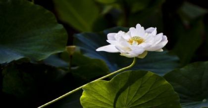 断淫利器:佛说四种决定清净明诲 断淫利器:佛说四种决定清净明诲