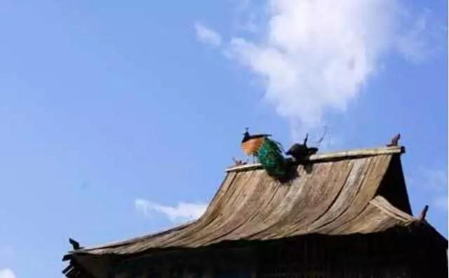 ��򵥵�������_����ѧ����Ӧ�е���̬