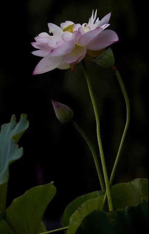 ӡ��һ���̻�����ʮ��������