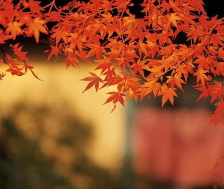 ӡ�ⷨʦ�����о��粻���Ҷ���˵