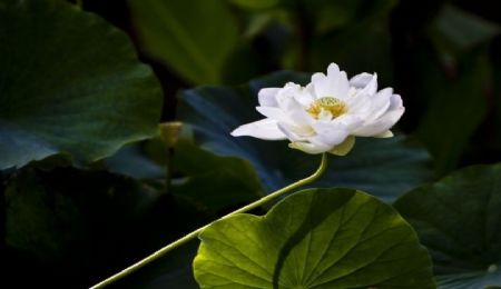 а���۾�ƽ����