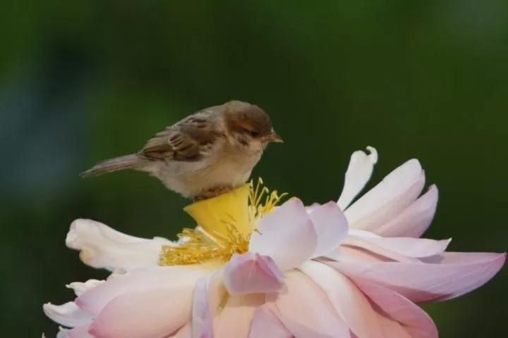 把修行融入到居家生活中 把修行融入到居家生活中
