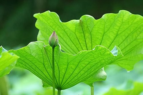 少说一句话,多念一句佛 少说一句话,多念一句佛