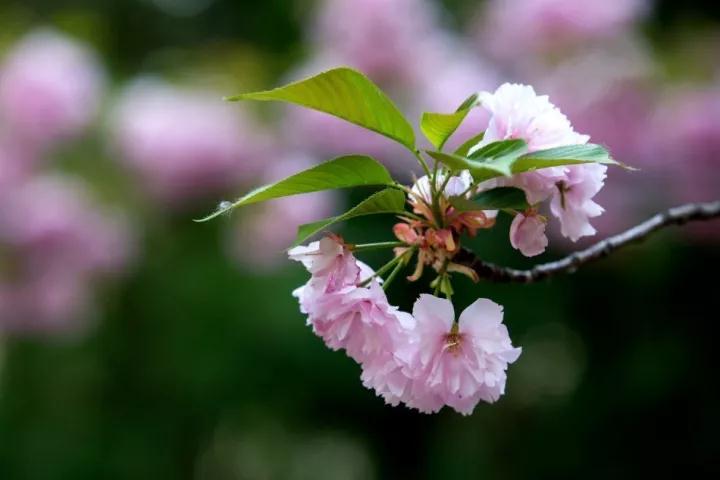 Т����ĸΪ����֮��