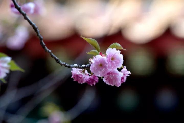 Т����ĸΪ����֮��