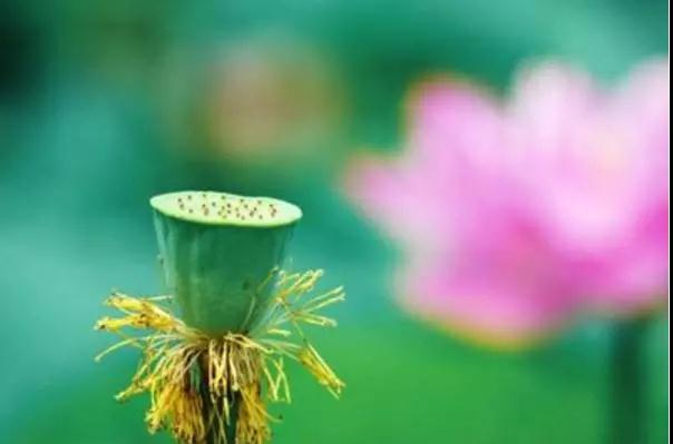 �����ķ� û�з�̵���ʽ��