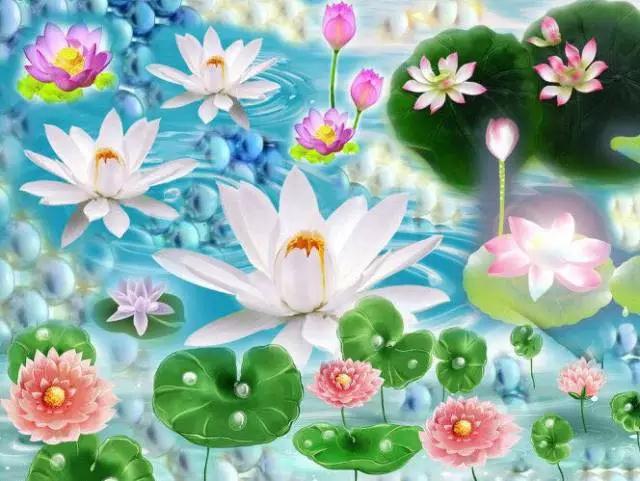 愿所有佛弟子都能看到这殊胜庄严的极乐世界 愿所有佛弟子都能看到这殊胜庄严的极乐世界