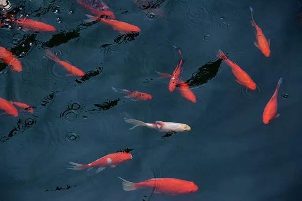 你有没有将佛法当成哆啦A梦? 你有没有将佛法当成哆啦A梦?