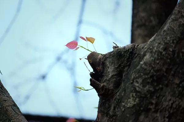 你有没有将佛法当成哆啦A梦? 你有没有将佛法当成哆啦A梦?