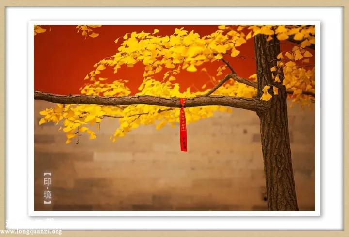 ӡ�ⷨʦ���Ƶ����ߣ�����������