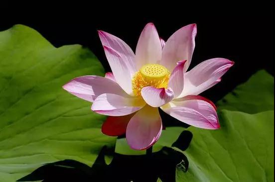 ӡ�ⷨʦ��Ϊʲôר���ᳫ����ţ�