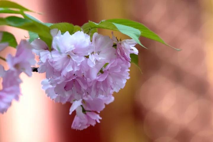 ӡ�ⷨʦ�����Ϊ�������������ع�����һ��