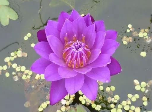 ���ش�ʦ�������İ���