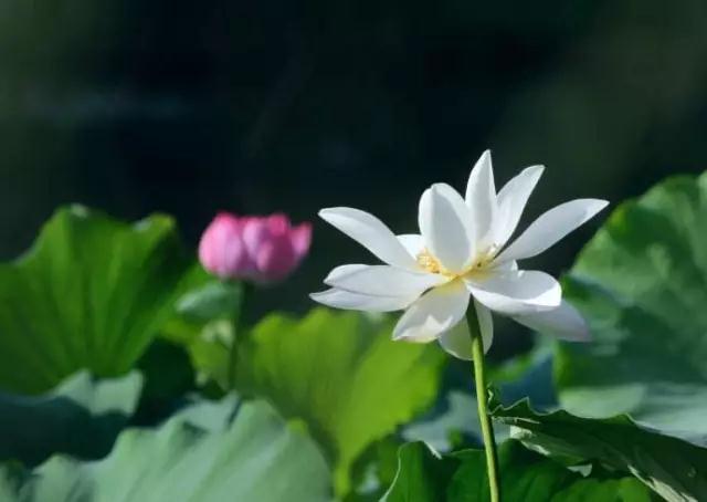 ӡ�ⷨʦ������Ϊ��˵�������ţ�