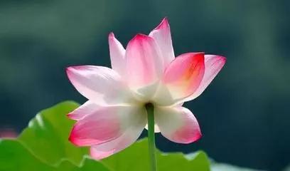 原来生命可以如此庄严地谢幕 原来生命可以如此庄严地谢幕