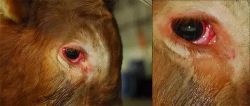 ֲ��Ҳ��������Ϊ�γ��ز���ɱ����