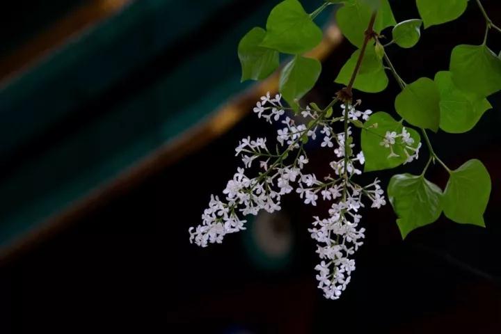 ӡ�ⷨʦ׫д������������ַ�ζ