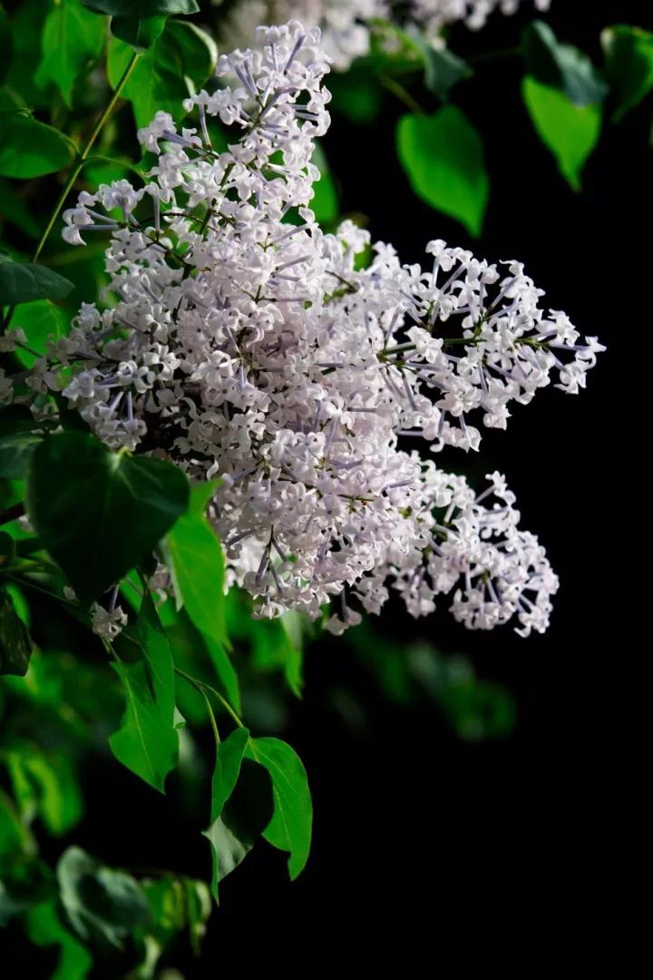 ӡ�ⷨʦ׫д������������ַ�ζ