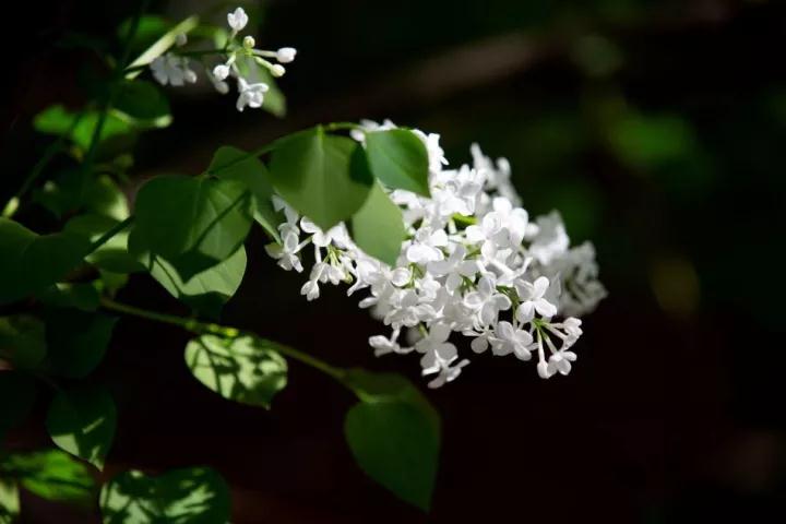 ӡ�ⷨʦ׫д������������ַ�ζ