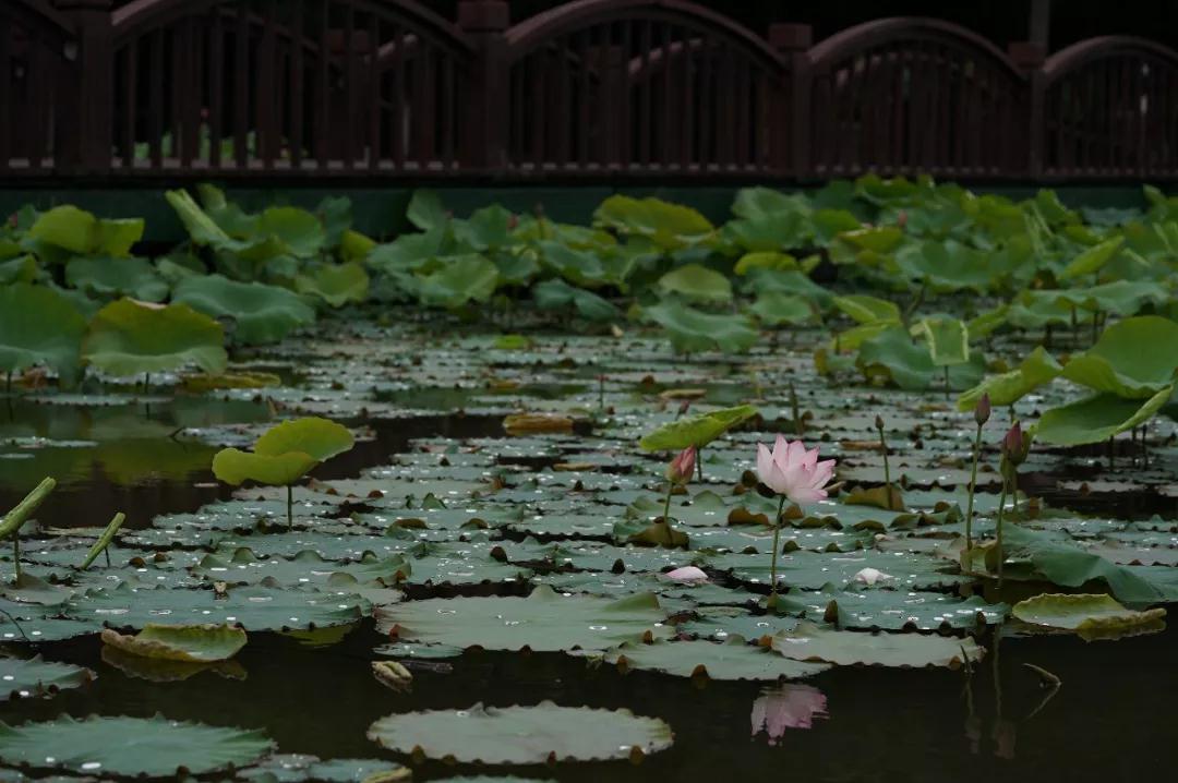 ӡ�ⷨʦ������һ��Ҫ��Ǯ����������